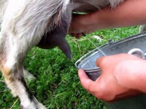 Як доїти козу в домашніх умовах? Основні правила і техніки