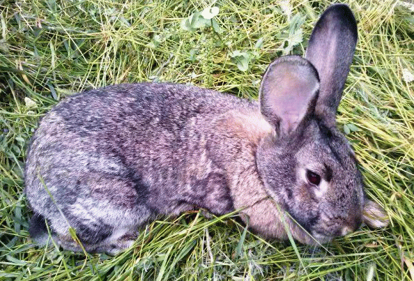 Байкокс для кроликів інструкція по застосуванню і опис ліки
