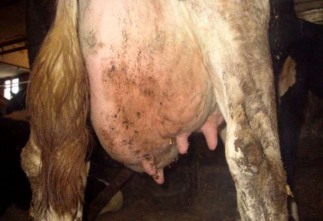 Хламідіоз у тварин: діагностика, лікування, карантин на фермі