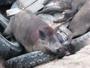 Африканська чума свиней: небезпека для людини