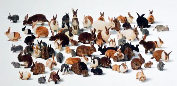 Кролики мясних порід: види, поради з вибору, догляду за ними