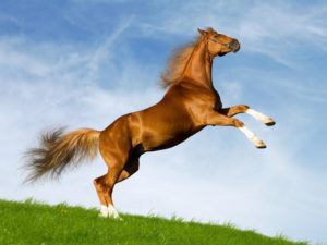 Копито коня: особливості будови, форма і розмір
