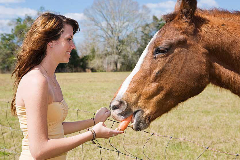 Голштинська порода коней: екстерєр, правила догляду, раціон