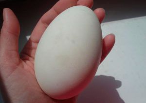 Інкубація гусячих яєць у домашніх умовах режими, таблиці