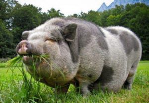Кармалы: опис породи свиней, продуктивні характеристики