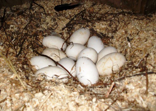 Як посадити качку на яйця: основні правила і методи