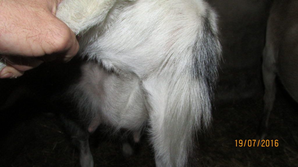 Запуск кози перед окотом: правила, раціон кіз, поради по догляду за козами