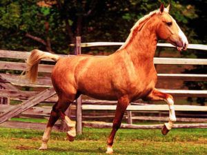 Копито коня: особливості будови, форма і розмір