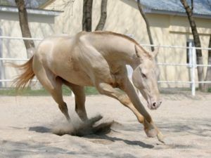 Изабелловая масть коней: історія, годівля і утримання