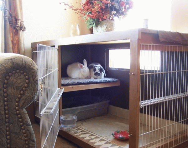 Короткошерстий карликовий кролик: утримання та догляд