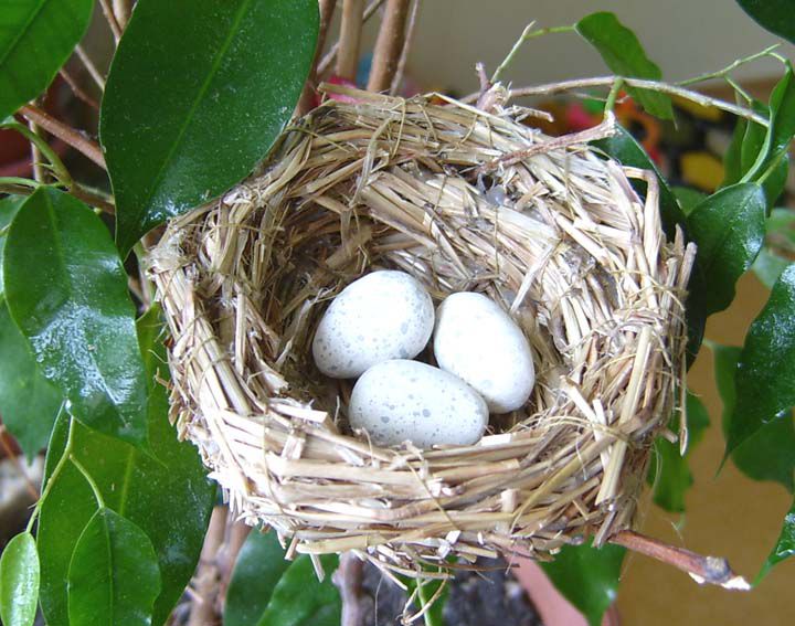 Як зробити гніздо: опис дій по створенню гнізд для птахів