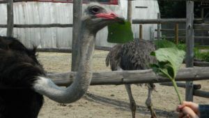 Чим харчуються страуси раціон, види кормів, питної режим