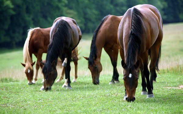 Хвороби коней симптоми, лікування та профілактика