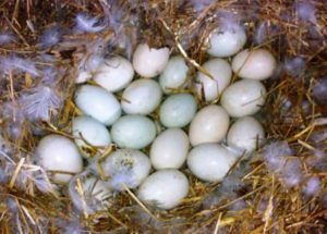 Кури клюють яйця: причина і що робити з агресивною куркою