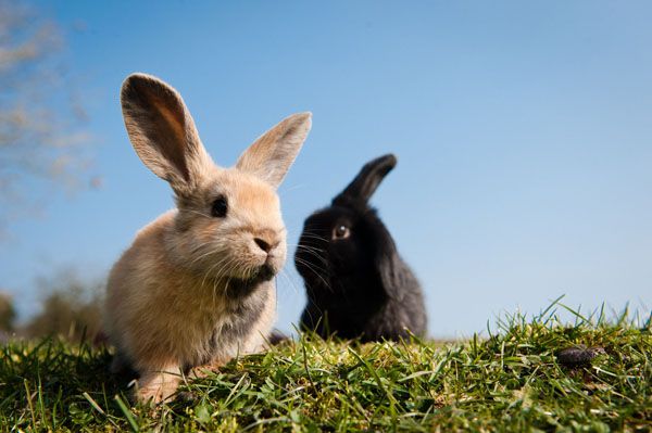 Чим годувати декоративного кролика дозволені продукти
