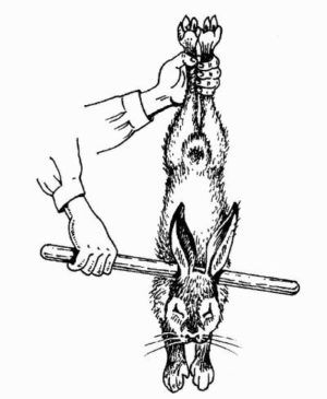 Як забити кролика основні способи і покрокова інструкція