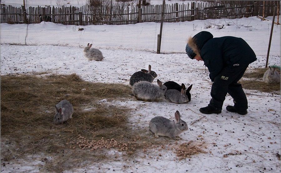 Чим годувати кроликів, щоб вони набирали вагу
