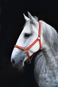 Кладрубская кінь: історія, опис породи, характеристика та фото