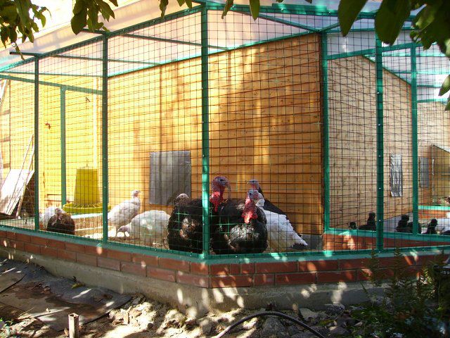 Строительство индюшатника своими руками Строительство индюшатника своими руками
