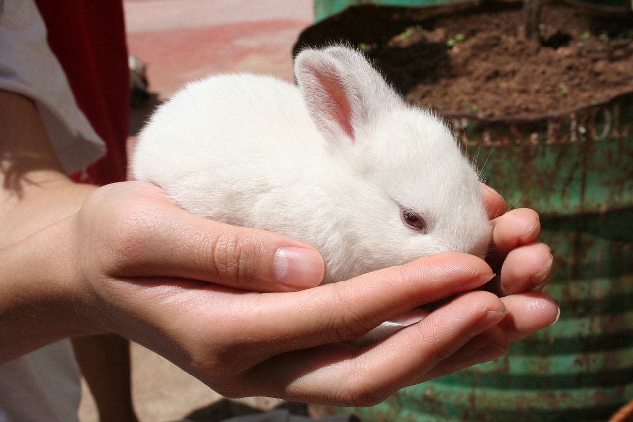 Як приручити кролика налагоджуємо контакт з вухатим вихованцем