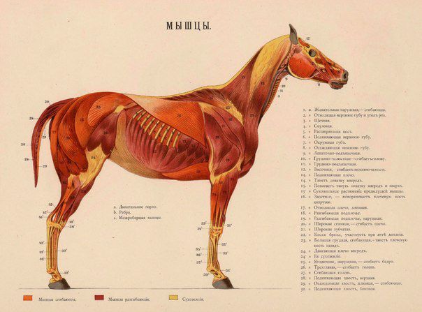 Хвороби коней симптоми, лікування та профілактика