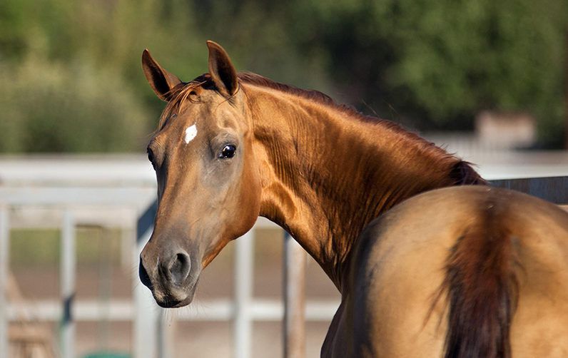Донська кінь: екстерєр, характер, зміст і розведення породи