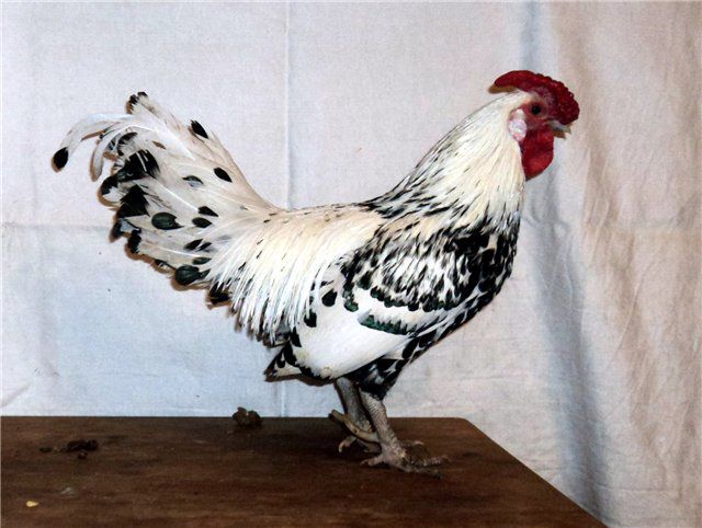Гамбурзькі кури: опис породи, раціон, правила утримання