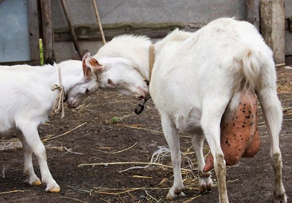 Чому гірчить молоко у корови і кози причини і методи рішення