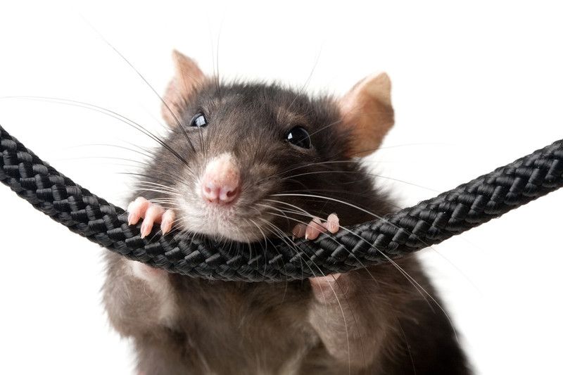 Як позбутися від щурів в сараї небезпека щурів, виведення, пастки