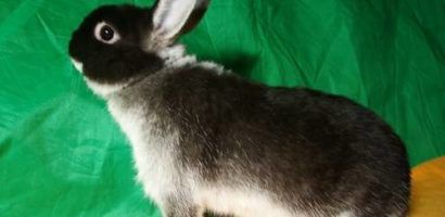 Короткошерстий карликовий кролик: утримання та догляд