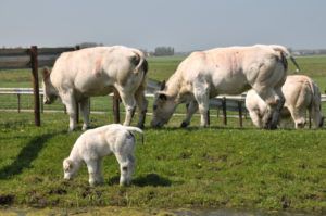 Бельгійська блакитна корова: характеристики, особливості вирощування
