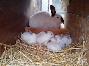Як вигодувати кроленят без кролиці з перших днів життя