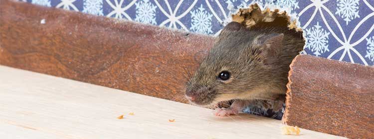 Як позбутися від щурів в сараї небезпека щурів, виведення, пастки