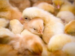 Чим годувати курчат раціон, види кормів, потреби в поживних речовинах