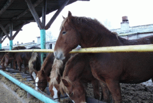 Як швидко відгодувати кінь на мясо в домашніх умовах