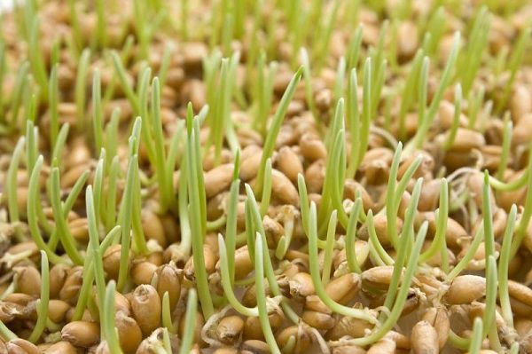 Як проростити пшеницю для курей покрокова інструкція