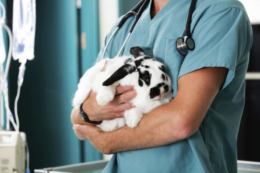 «Дітріх»: інструкція по застосуванню для кроликів: дозування, показання