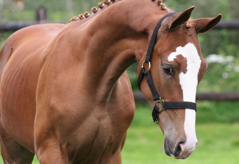 Голландська теплокровная кінь: особливості породи, утримання та догляд