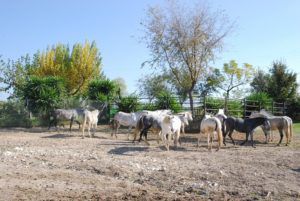 Андалузька кінь походження, особливості, купівля, розведення, догляд та утримання