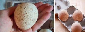 Индюшиные яйця калорійність, корисні властивості та застосування