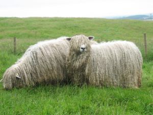 Переробка вовни овець: ефективність бізнесу
