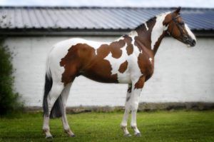 Чубарая масть коней опис масті і її різновидів
