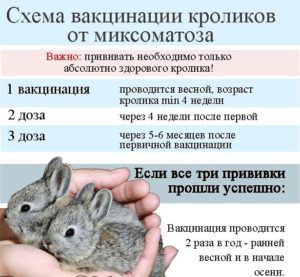 Каліфорнійський кролик: опис породи, зміст, характеристика