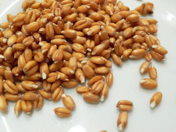 Як проростити пшеницю для курей покрокова інструкція