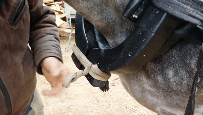 Як запрягти коня самостійно: детальна покрокова інструкція