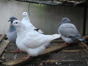 Мясні голуби: основні породи, утримання та розведення