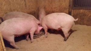 Комбікорм для свиней: склад, рецепти для приготування