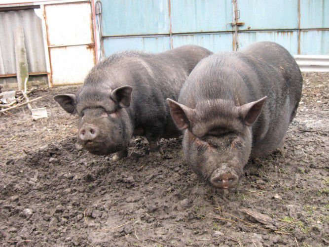 Корейські свині чим відрізняються від вєтнамських, опис породи