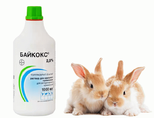 Кокцидіоз у кроликів: симптоми, способи лікування