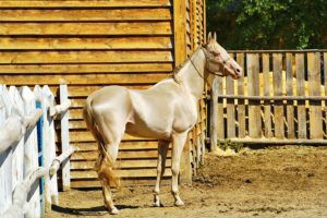 Изабелловая масть коней: історія, годівля і утримання